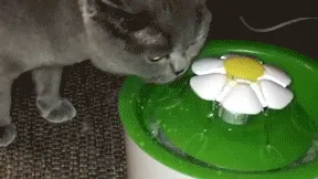 Pet Water Fountain, Automatic, Pet Water Bowl, Water Dispenser, Safe Pet Water Fountain with Filters